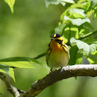 Blackburnian Warbler