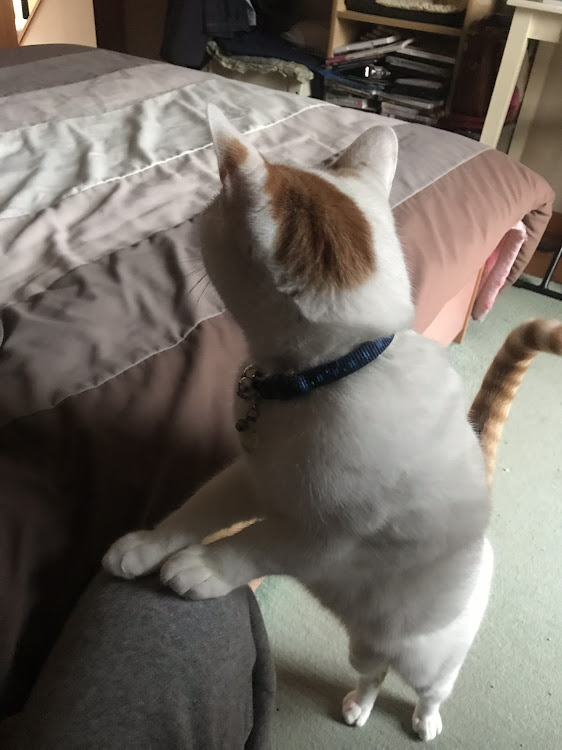 ミニ ハッチバックの愛猫紹介・【CT愛猫部】・1日1猫に関するカスタム事例の投稿画像3枚目