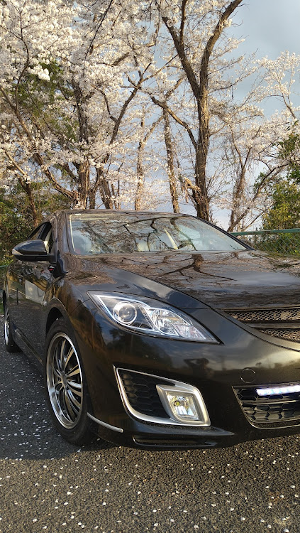 アテンザスポーツの桜と愛車・2日連続・夕方から撮影・桜🌸散るに関するカスタム事例の投稿画像12枚目
