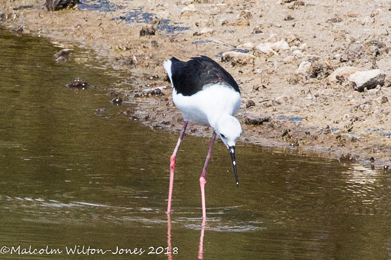 Black-winged Stilt; Cigüeñuela