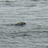 Gray Seal