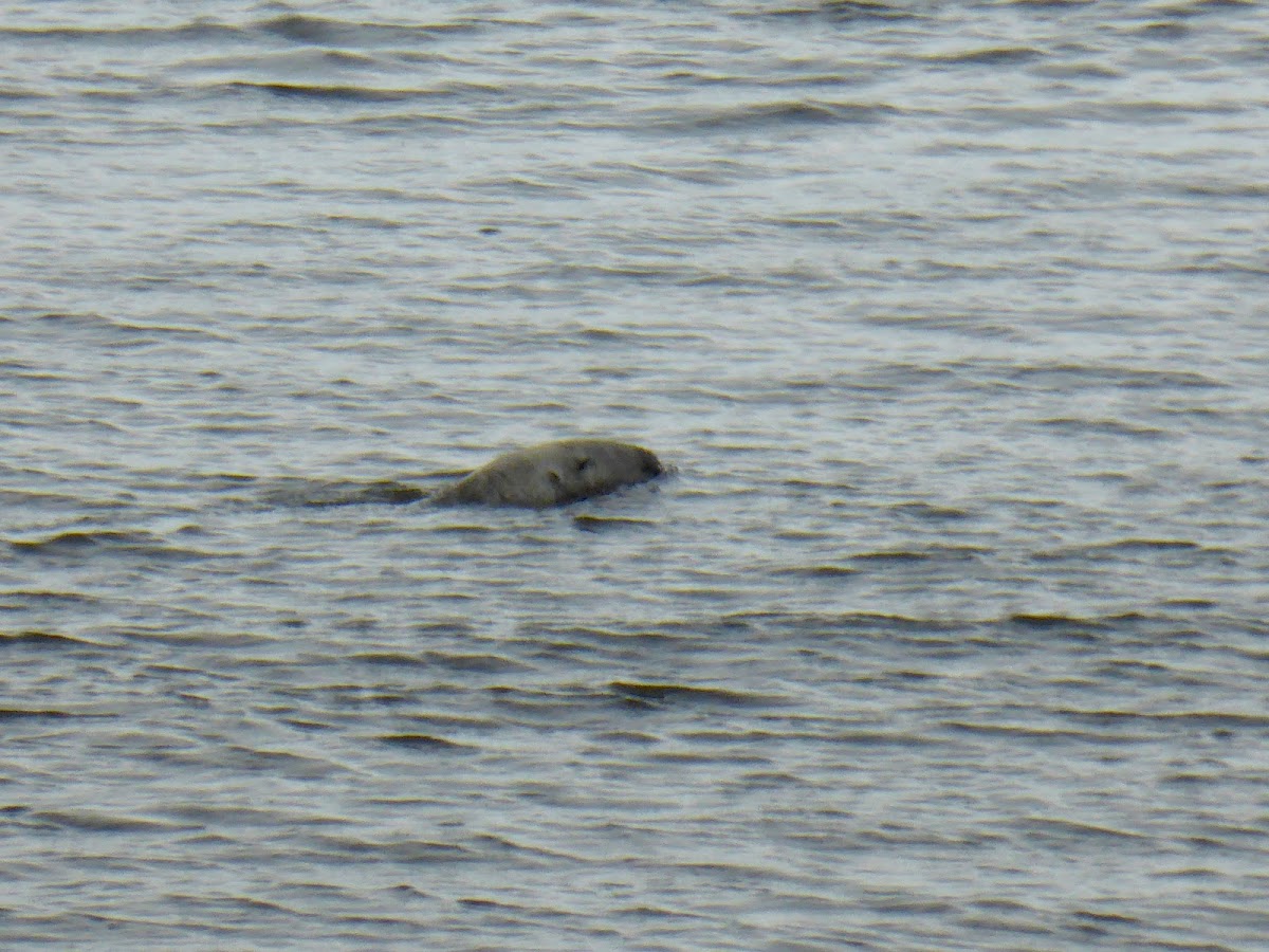 Gray Seal