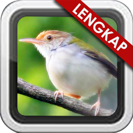 Masteran Burung Prenjak