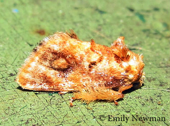 Beutenmueller's Slug Moth