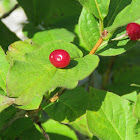 Alpine Honeysuckle