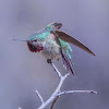 Broad Tailed Hummingbird