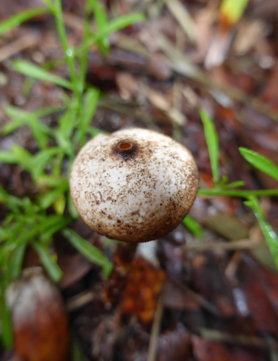 Stalked Puffball