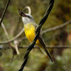 Tropical kingbird