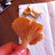 False chanterelle