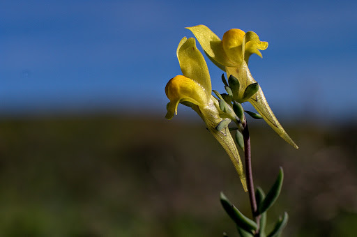 Linaria polygalifolia