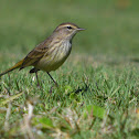 Palm Warbler