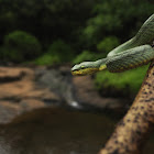 Bamboo pit viper