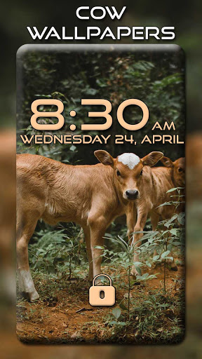 Screenshot Cow Wallpapers