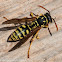 Wasp