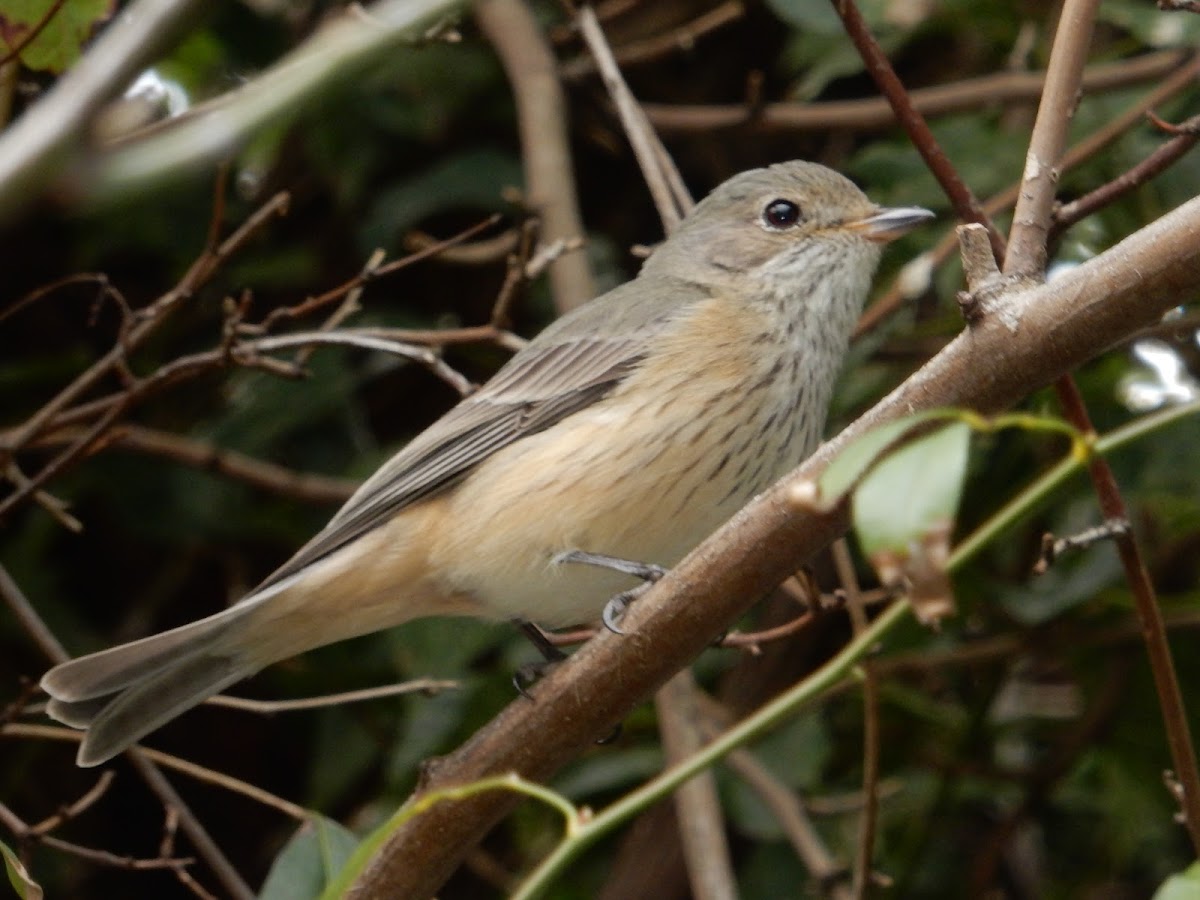 Rufous Whistler (female)