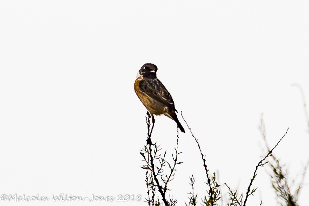 Stonechat