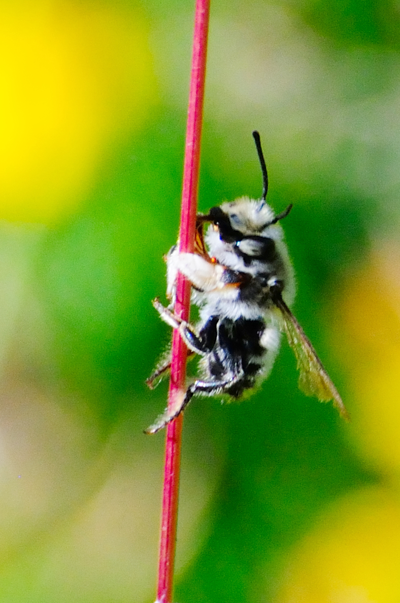 Solitary Bee; Abeja Solitaria