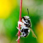 Solitary Bee; Abeja Solitaria