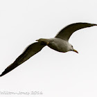 Lesser Black-backed Gull