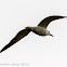 Lesser Black-backed Gull