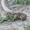 American Toad