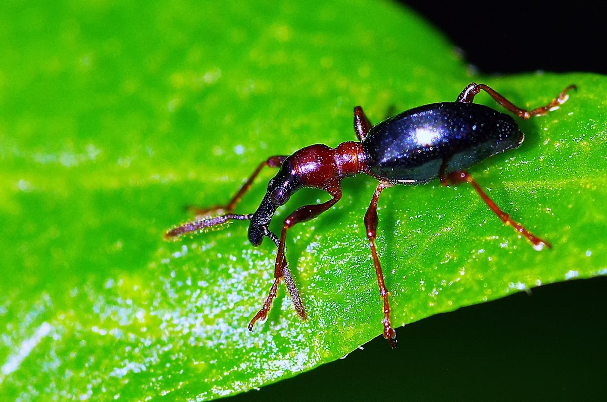 Weevil