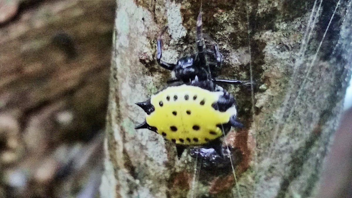 Spiny Orbweaver