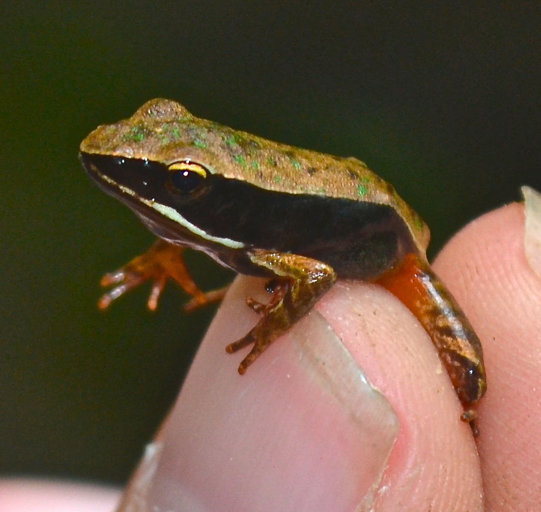 Warszewitschs frog