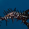 Ornate Ghost Pipefish