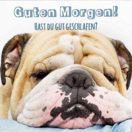 2021 Guten Morgen Lustige Bulldogge Pc Android App Download Latest