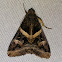 Indomitable Melipotis moth