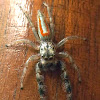 Jumping Spider