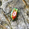 Rose Chafer