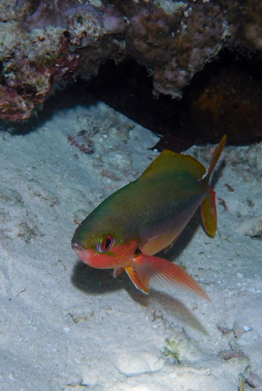 Redbelly yellowtail fusilier