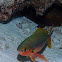 Redbelly yellowtail fusilier