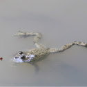 Yellow-bellied toad