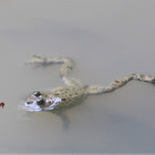 Yellow-bellied toad