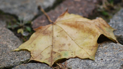 tempo andato di capoccettarossa