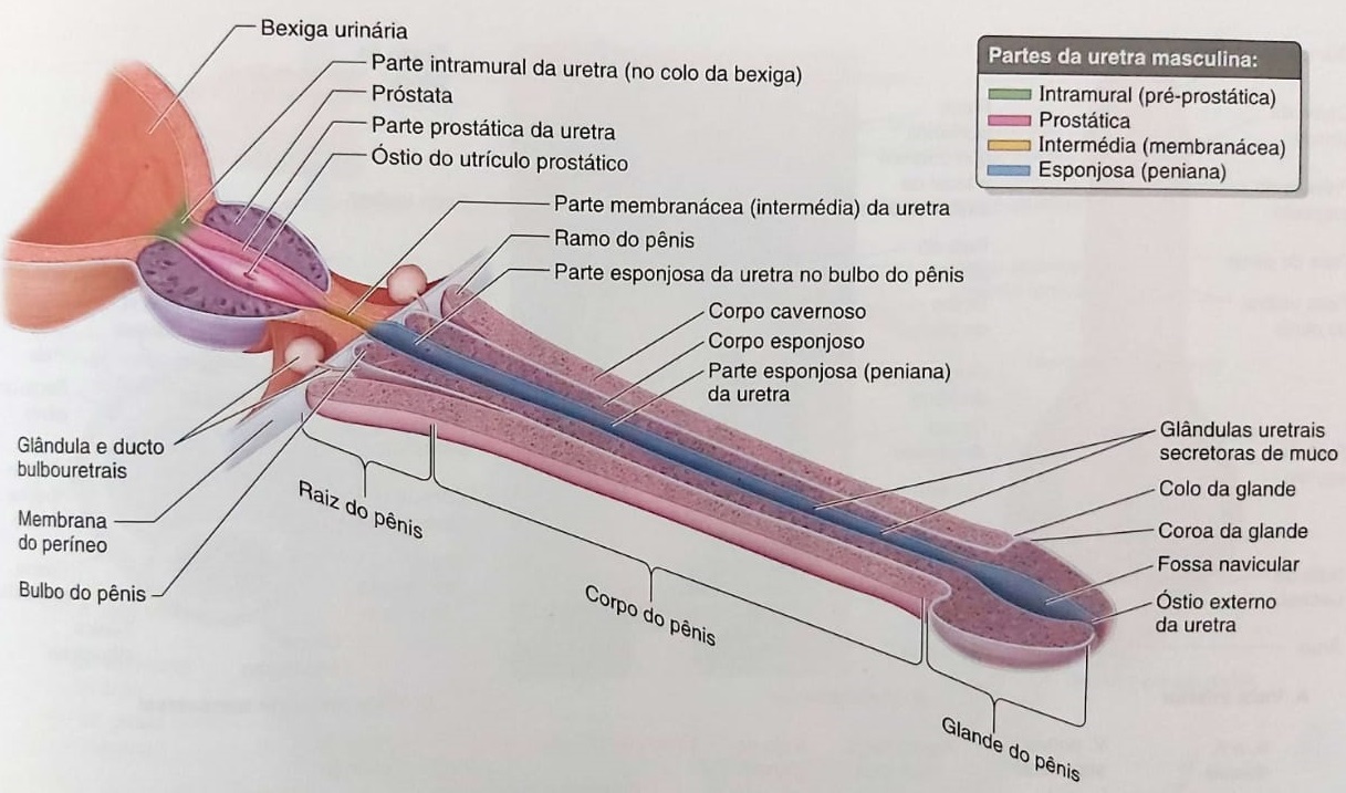 Órgãos do sistema reprodutor masculino: Anatomia, função