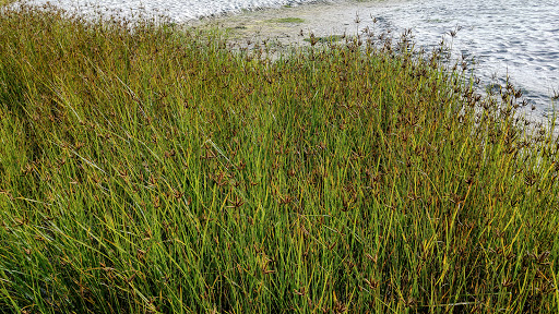 Bolboschoenus maritimus