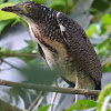 Malayan night heron