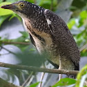 Malayan night heron