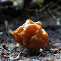 False Morel