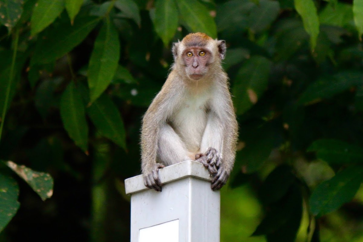 Crab-eating Macaque