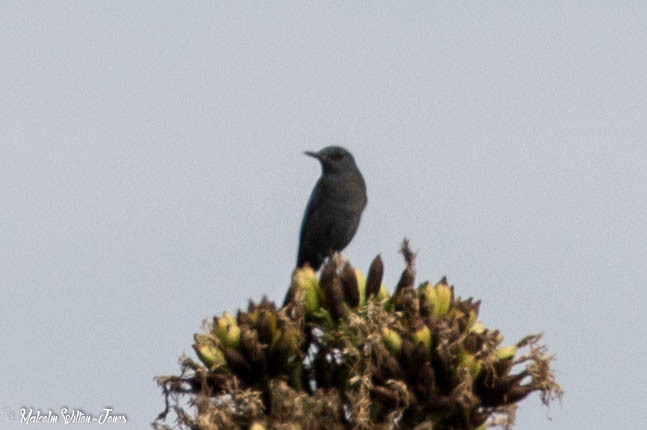 Blue Rock Thrush