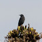 Blue Rock Thrush