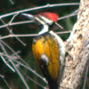 Lesser Golden-backed Woodpecker