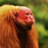 Red Bald-headed Uacari