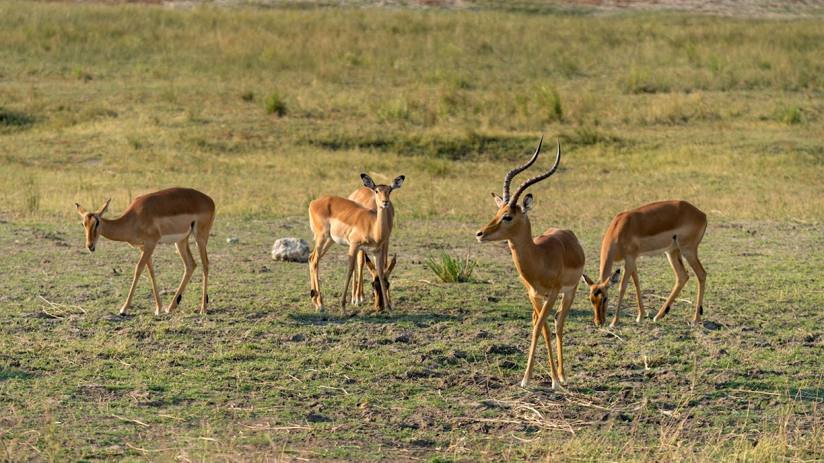 Impala