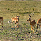 Impala